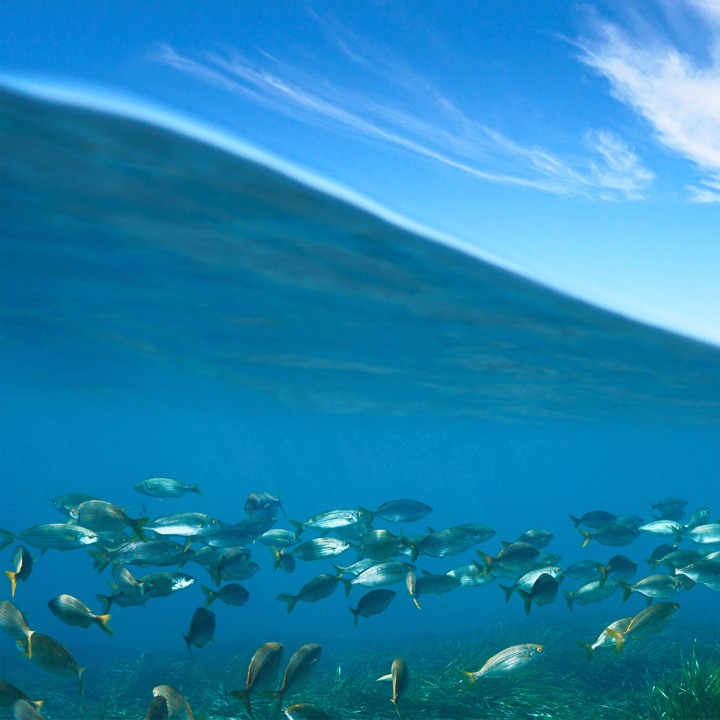 Ecosystème marin : Etat Pur s'engage pour son respect