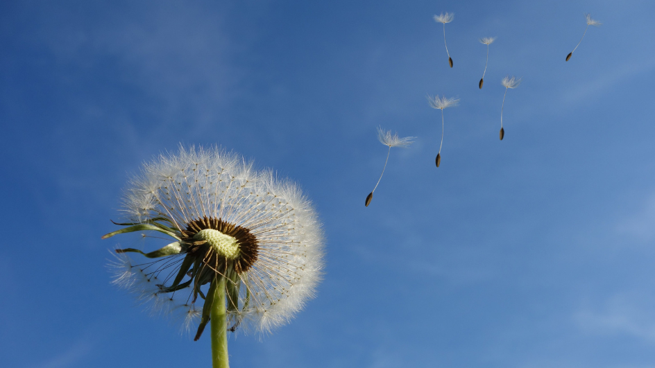 Comment calmer les démangeaisons allergiques liées au pollen ?